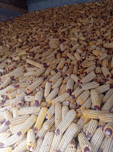 корм для домашних животных: Продаю кукурузу в початках по 15 сом кг около 30 тонн