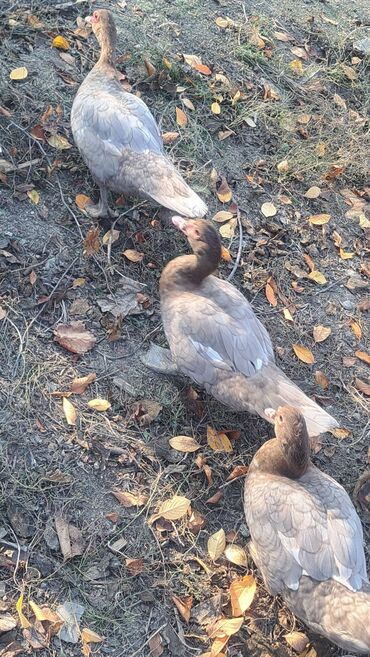 Ördəklər: Dişi, | Macar, Damazlıq, Pulsuz çatdırılma — 14