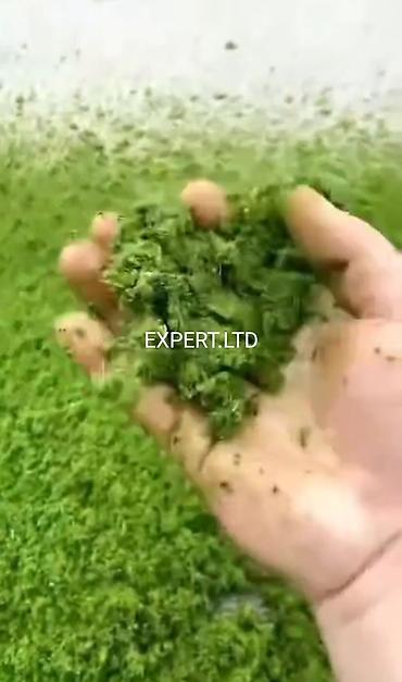 video ceken: Saatda 15 ot pressi, Yem də üyüdür, Yeni — 6