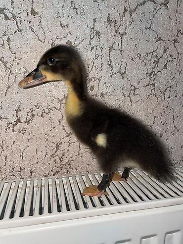 pomeranian satılır: Ördəy balası satılır . Ördəyin altında çıxıb tam sağlam təmiz — 3