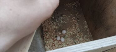 Quşlar: Korella papuqayı, cüt, 2 yaş yarımlıq, yumurta qoyub yatır. 80azn