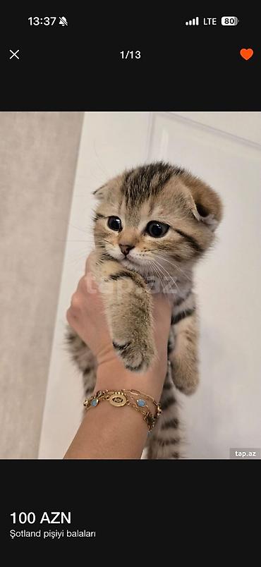 Pişiklər: Şotland — 6