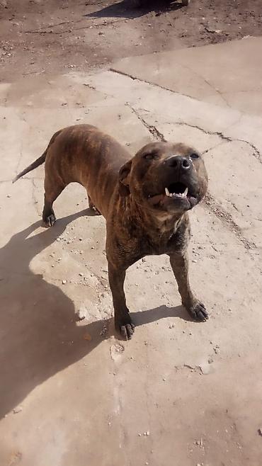 Продажа собак: Собака среднего роста, крепкого телосложения. Окрас тигровый — 10