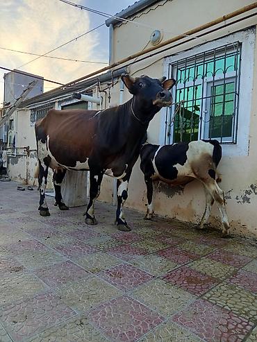 Inəklər, öküzlər: 2 ci qarna balali duye sudu 18 litr .mayin 14 du dogub balasi erkeydi — 1
