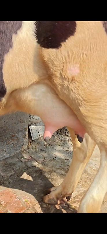 Inəklər, öküzlər: Holşteyn (qara-ağ) inək – buzovla birlikdə - Cins: Holşteyn, qara-ağ -da lalafo.az — 12 Inəklər, öküzlər: Holşteyn (qara-ağ) inək – buzovla birlikdə - Cins: Holşteyn, qara-ağ — 12