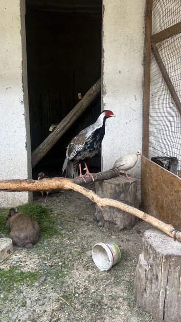 где в кыргызстане разводят фазанов: Продаю серебряных Фазанов 
Возраст полтора года самка уже занеслась