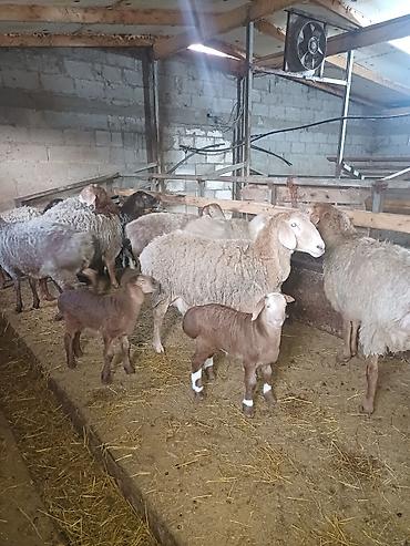 Баран, овца: Продаю | Овца (самка) | Арашан | Для разведения at lalafo.kg — 1 Баран, овца: Продаю | Овца (самка) | Арашан | Для разведения — 1