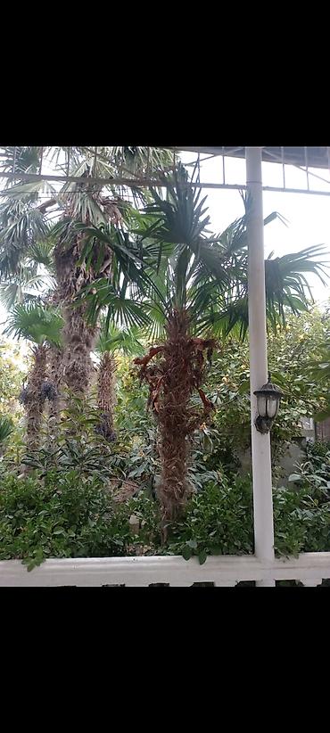 Ağaclar: Təsvir: - Nadir dekorativ xurma ağacları (Trachycarpus tipli, yelpik — 9