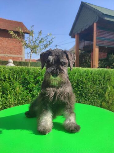 Psi: Patuljasti šnaucer Black & Silver štenci na prodaju. Ostenjeni — 2