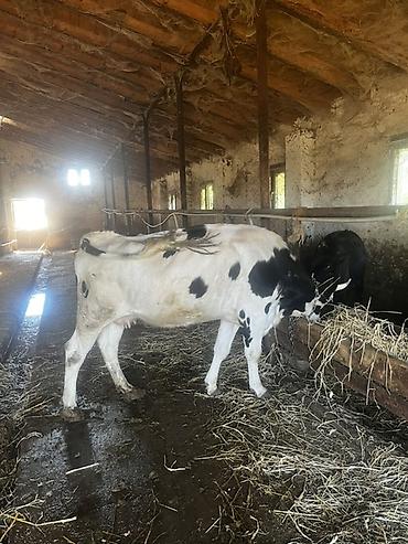Inəklər, öküzlər: Satışda – damazlıq südlük inəklər və bir baş buğa. Her vur hayvan var — 15