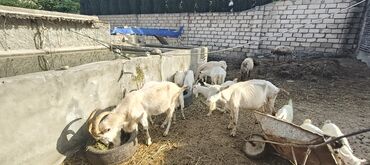 Keçi, çəpiş: Dişi, Zanen, il: 1, 140 kq, Südlük, Ünvandan götürmə