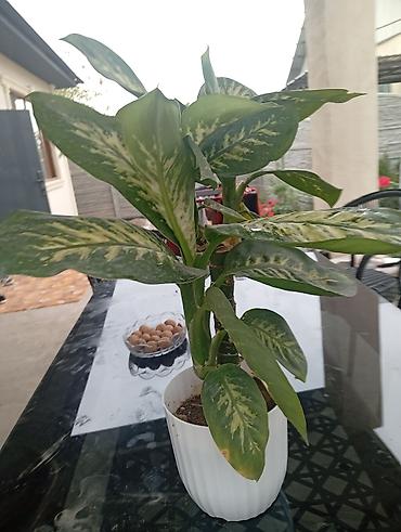 диффенбахия купить: Диффенбахия (Dieffenbachia) в декоративном горшке - Пестролистное — 1