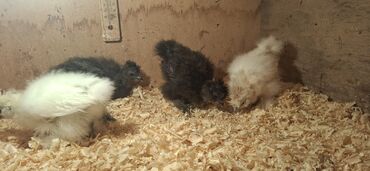 Cücələr: Toyuq cücələri, Damazlıq — 4