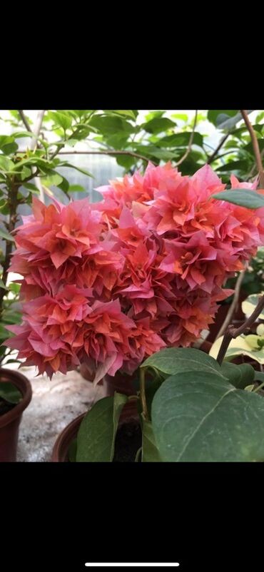 Бегонии: Бугенвиллия в горшке (разные окраски прицветников) - Вид — 2