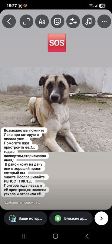 собаки в добрые руки бесплатно: Laki adli it sahiblendirilir. Sahibi basqa olkeye kocduyu ucun