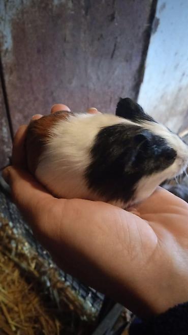 hamster qiymetleri: 4bala var 1erkek 3disi real alici yazsin ünvan kürdaxani metroya — 1