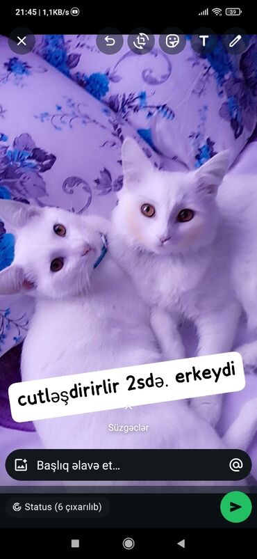 benqal pisiyi: Erkək, Cütləşmə üçün