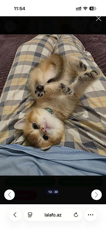 Pişiklər: Britan — 4