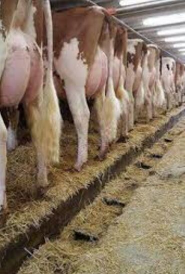 Вакансии: Требуется семья на молочную ферму нужно доить и пасти коров, есть