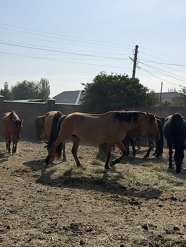 Продаю | Кобыла (самка) | На забой, Для разведения at lalafo.kg Продаю | Кобыла (самка) | На забой, Для разведения