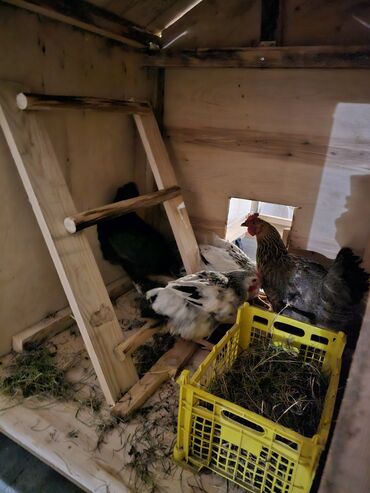 Yuvalar: Taxta toyuq daxması və açıq volyer - Material: möhkəm taxta karkas — 4