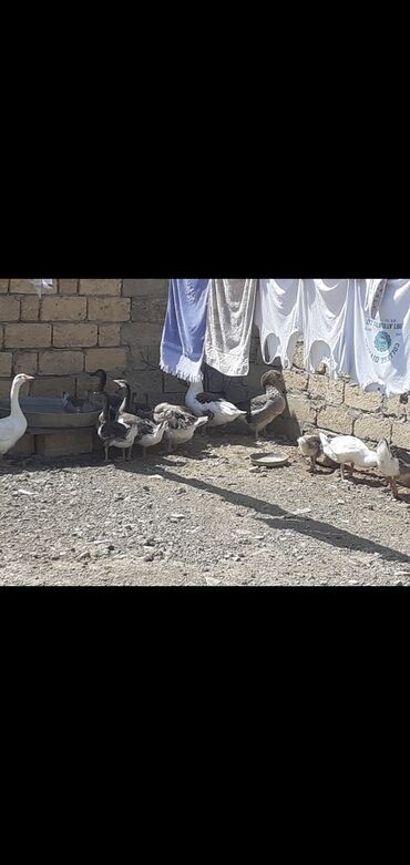 kend toyuqlari: Dişi, | Linda, Damazlıq, Ünvandan götürmə, Ödənişli çatdırılma, Rayonlara çatdırılma