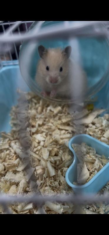 yem qabları: Hamster və qəfəs dəsti - Növ: kiçik ev heyvanı – gold hamster - Rəng — 4