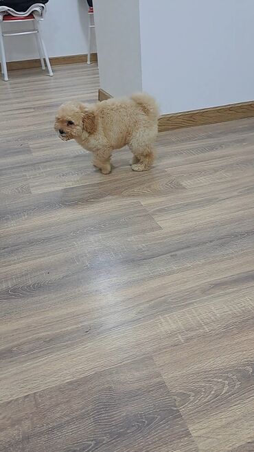 İtlər: Pudel, 3 ay, Erkek — 2