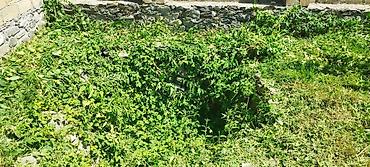 Torpaq sahələrinin satışı: Tikinti, Mülkiyyətçi, Kupça (Çıxarış) -da lalafo.az — 12 Torpaq sahələrinin satışı: Tikinti, Mülkiyyətçi, Kupça (Çıxarış) — 12