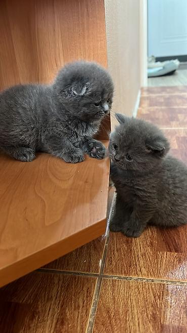 британцы котята: ПРОДАЮТСЯ - Британские короткошёрстные котята, окраса — 8