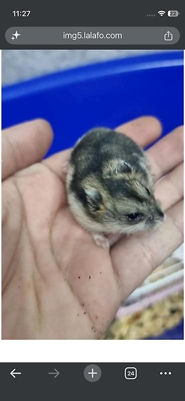 balaca akvarium qiymeti: Cırtdan hamster (ehtimalən Roborovski/cücə ölçülü) – mehriban və sakit — 1