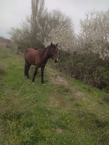 Atlar: Erkək, il: 5, Ünvandan götürmə — 5