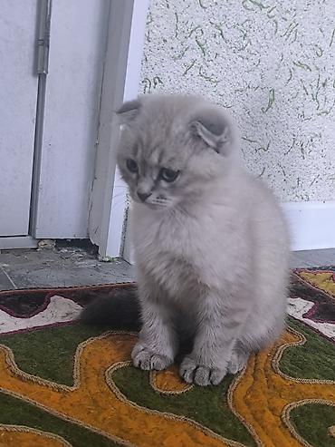 кошка шотландская вислоухая: Шотландский вислоухий котёнок (Scottish Fold) - Окрас — 9