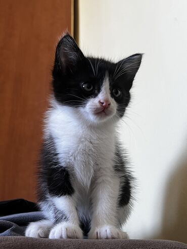 короткошерстная британская кошка: Дадим в хорошие и в надежные руки. Котята от британской породы