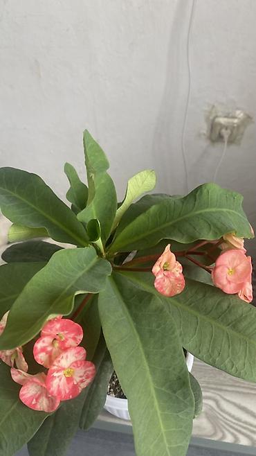 кошачье молоко: Молочай Милей (Euphorbia milii), декоративный куст в горшке. - — 3