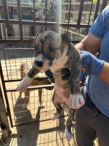 ev heyvan: Pitbul — 4