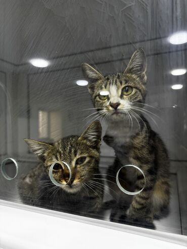 Pişiklər: Tabbi, Erkək, Dişi, Yaxşı əllərə, Pulsuz çatdırılma -da lalafo.az — 7 Pişiklər: Tabbi, Erkək, Dişi, Yaxşı əllərə, Pulsuz çatdırılma — 7