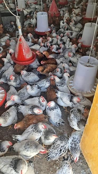 tap az goyercin satisi: Çekisi 1 kilo 100 den yuxari serabrst çolpalar satilir çatdirlma saya — 2
