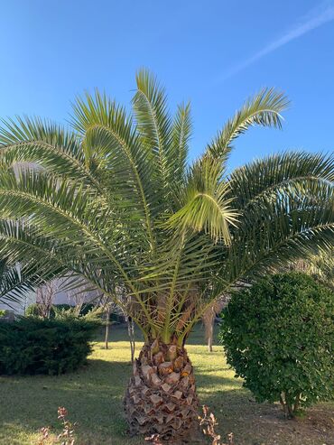 Şitillər: Dekarativ agaclarin satisi — 13