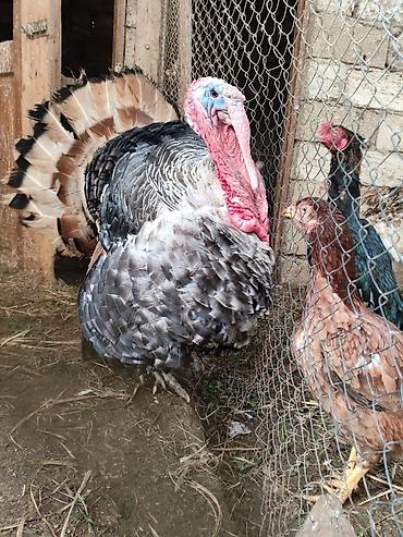 Hinduşkalar: Erkək, Damazlıq — 10