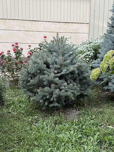 фиалки химеры: Ель колючая голубая (Picea pungens ‘Glauca’) — декоративные хвойные — 4