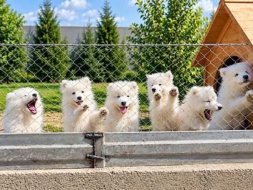 dele heyvan: Samoyed, Peyvəndli — 9