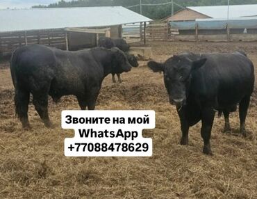 Коровы, быки: Продаю | Корова (самка), Бык (самец), Тёлка | Полукровка, Ангус, Герефорд | На откорм, На забой, Для разведения | Племенные, Осеменитель, Стельные