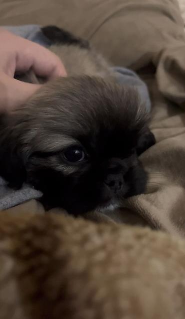 alabay itlerin satisi: Pekines, 1 ay, Dişi — 3