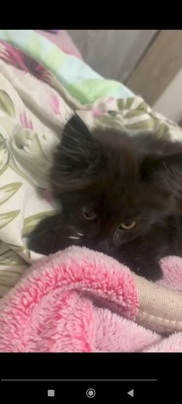 скоттиш страйт шотландская прямоухая кошка: Мальчик