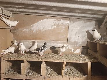 feniks quşu: 7 dene qusdu biri 5 manatdan qusdar göz qabaqinda unvan ayraport teref — 2