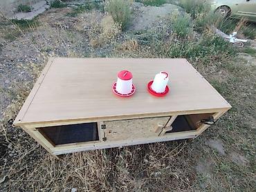 Зоотовары: Брудер для цыплят. универсальный Брудер жожого бодоного коенго хомяка at lalafo.kg — 11 Зоотовары: Брудер для цыплят. универсальный Брудер жожого бодоного коенго хомяка — 11