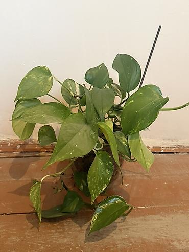 попугайчики купить: Epipremnum aureum (Pothos/Skindapsus) – saksı bitkisi İstəyən — 2