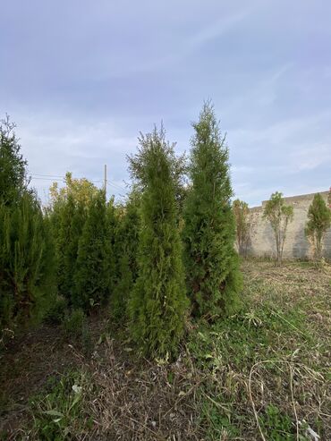 Декоративные деревья: Саженцы деревьев: Туи, Платная доставка — 12