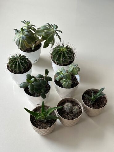 ev bitkiləri: Kaktus ve sukkulent bitkiler hazir dibceklerde ofis ve ev masasi